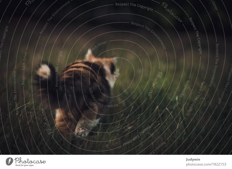 Samtpfötiger Abgang Natur Garten Park Wiese Tier Haustier Katze Pfote gehen Jagd niedlich weich Gelassenheit ruhig elegant Wege & Pfade Abschied Anmut