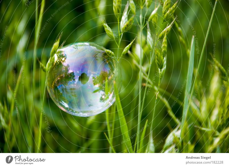 PC Farbfoto Außenaufnahme Nahaufnahme Detailaufnahme Menschenleer Tag Reflexion & Spiegelung Lifestyle Stil Freude Freizeit & Hobby Umwelt Natur Erde Gras Wiese