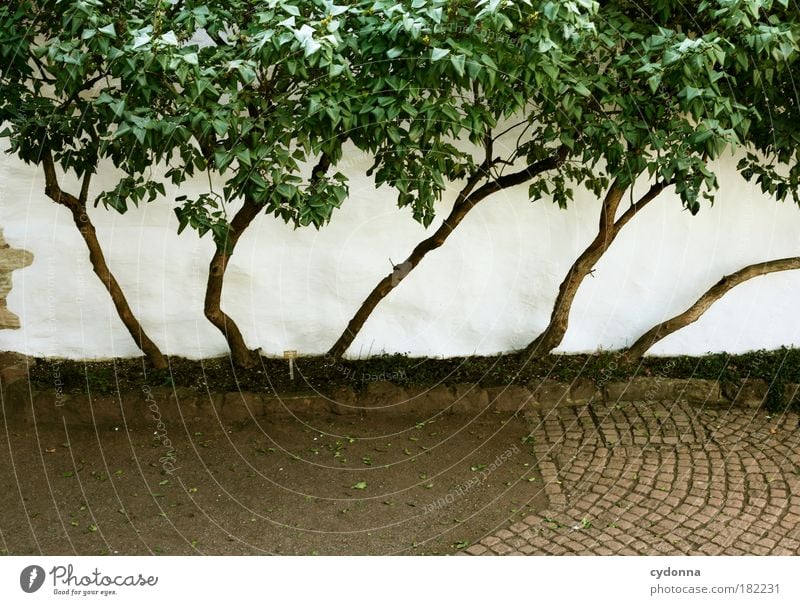 Platzsparend Farbfoto Außenaufnahme Detailaufnahme Menschenleer Textfreiraum unten Tag Licht Zentralperspektive Natur Baum Garten Mauer Wand Wege & Pfade