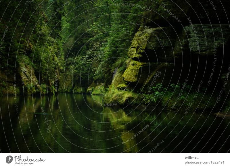 Moosfelsen in der Klamm harmonisch Erholung Ausflug Natur Landschaft Baum Felsen Bach Fluss leuchten grün Felsenschlucht Tschechien Elbsandsteingebirge