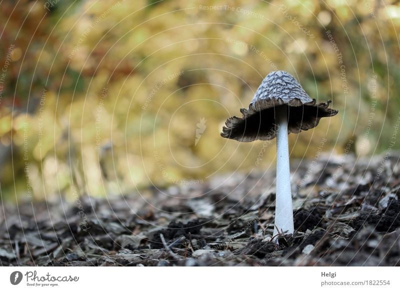 Coprinus comatus... Umwelt Natur Herbst Schönes Wetter Park stehen Wachstum authentisch außergewöhnlich einzigartig klein natürlich braun gelb grau weiß