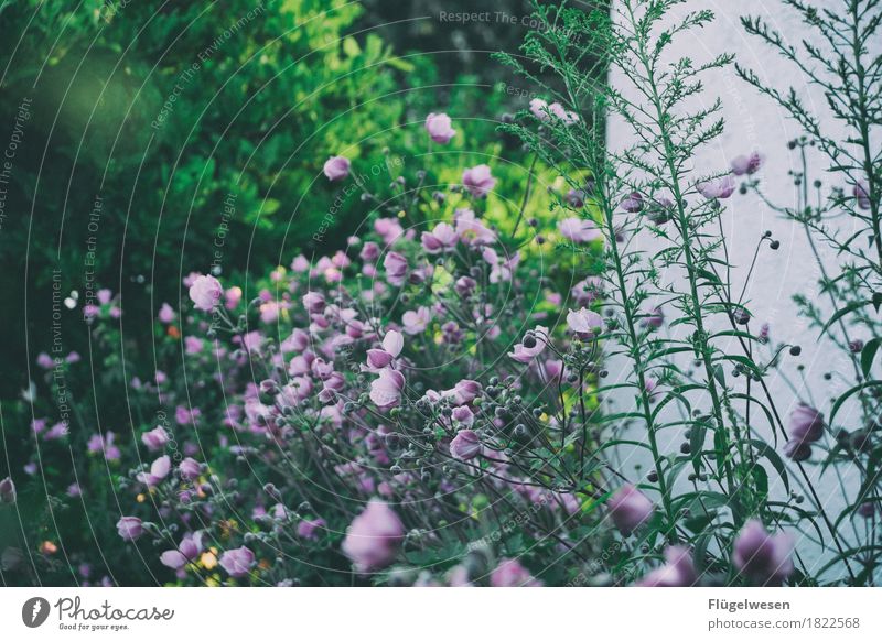 jetzt blüh blüh blüh Freizeit & Hobby Häusliches Leben Wohnung Umwelt Natur Landschaft Pflanze Tier Urelemente Klima Klimawandel Blume Gras Sträucher Moos Blatt