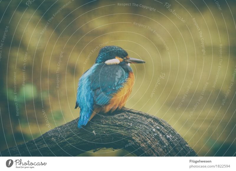 Der blaue Vogel Safari Expedition Umwelt Natur Klima Tier Flügel Zoo Streichelzoo 1 fliegen Vogelperspektive Vogelflug Vogelfutter Vogelkäfig Vogeljagd Fell