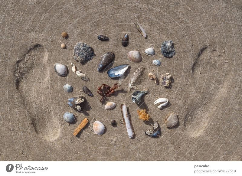 antikapitalismus | muschelwährung Fuß Natur Urelemente Sand Sommer Küste Nordsee bezahlen Blick Sammlung Muschel Schneckenhaus Miesmuschel Krebstier Fußspur