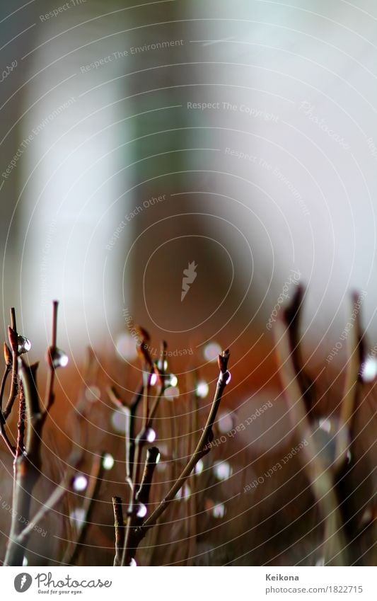 Water drops on bare twigs. Umwelt Natur Landschaft Wasser Wassertropfen Herbst schlechtes Wetter Sturm Regen Sträucher Wildpflanze Park Wald Wege & Pfade braun