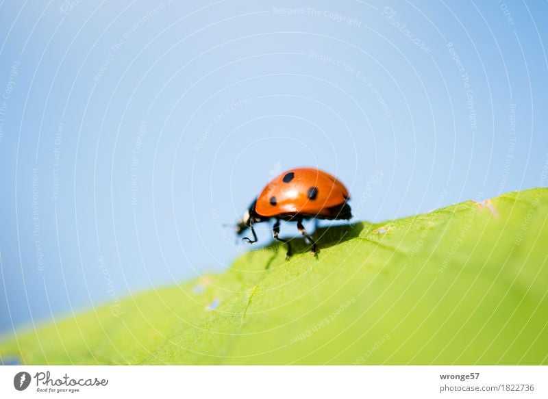 Gratwanderung Natur Sommer Herbst Tier Nutztier Wildtier Käfer Marienkäfer Insekt 1 Glück Glücksbringer krabbeln laufen klein blau grün rot schwarz winzig