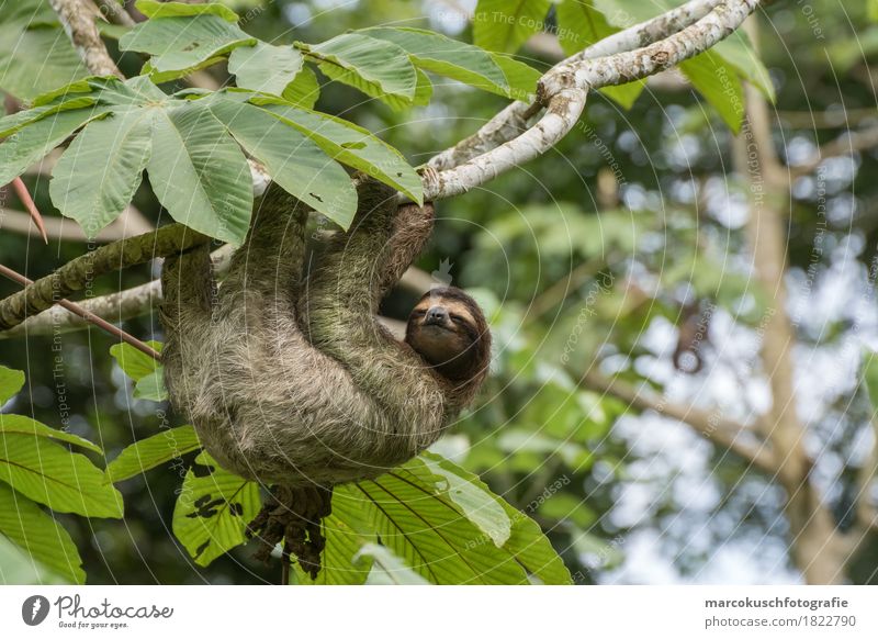 Faultier in Costa Rica 1 Natur Schönes Wetter Pflanze Baum Moos Blatt Grünpflanze Wildpflanze Urwald Tier Fell Krallen Pfote festhalten genießen hängen Blick