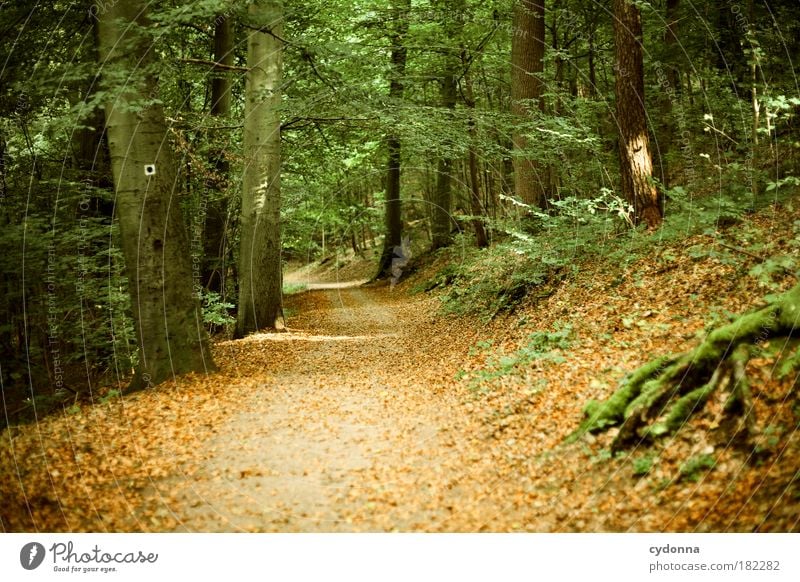 Herbstweg Farbfoto Außenaufnahme Menschenleer Textfreiraum links Textfreiraum unten Tag Licht Schatten Kontrast Schwache Tiefenschärfe Zentralperspektive Leben