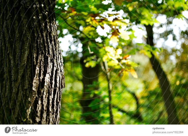 Baumrinde Farbfoto Außenaufnahme Nahaufnahme Detailaufnahme Menschenleer Textfreiraum rechts Textfreiraum unten Tag Licht Schatten Kontrast Sonnenlicht