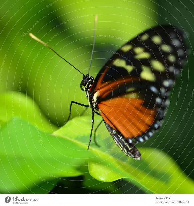 Back to the roots Umwelt Natur Tier Frühling Sommer Pflanze Blatt Garten Park Schmetterling 1 grün orange einzeln schmollen Flügel Fühler zerbrechlich exotisch