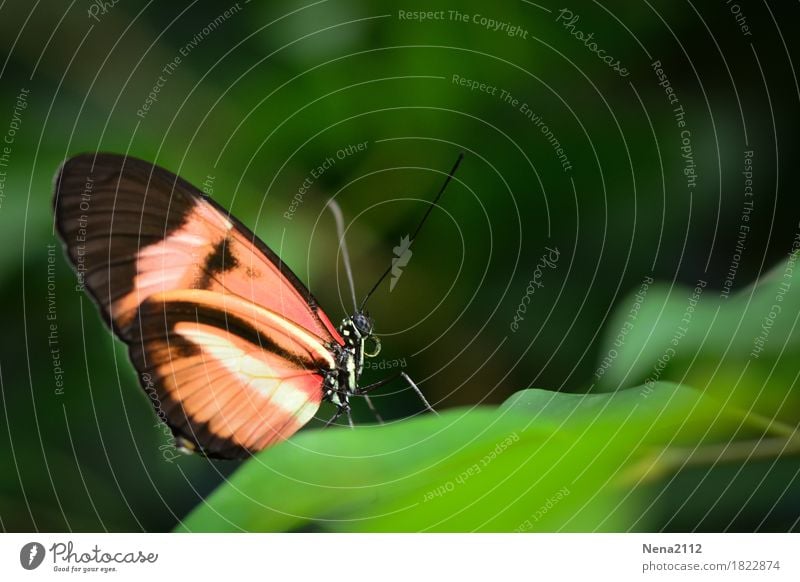 Wann ist es endlich wieder Frühling? Umwelt Natur Pflanze Tier Sommer Klima Wetter Schönes Wetter Blatt Schmetterling 1 grün orange Einsamkeit einzeln ruhig