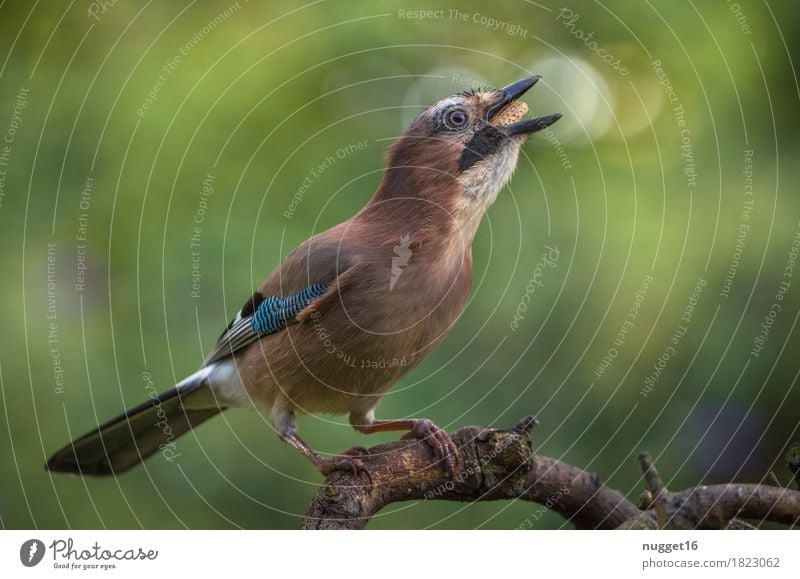 Eichelhäher Umwelt Natur Tier Schönes Wetter Pflanze Baum Garten Park Wiese Wald Wildtier Vogel Tiergesicht Flügel 1 beobachten Fressen füttern sitzen