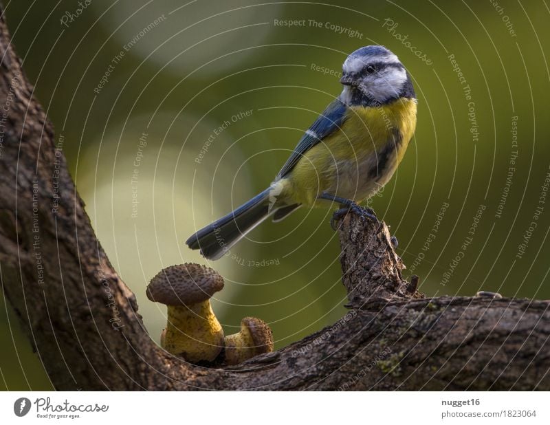 Blaumeise Umwelt Natur Tier Frühling Sommer Herbst Baum Ast Pilz Garten Park Wiese Wald Wildtier Vogel Flügel Meisen 1 beobachten sitzen ästhetisch