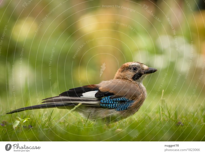 Eichelhäher Natur Tier Frühling Sommer Herbst Schönes Wetter Blume Gras Garten Park Wiese Wald Wildtier Vogel Flügel 1 beobachten sitzen ästhetisch frech