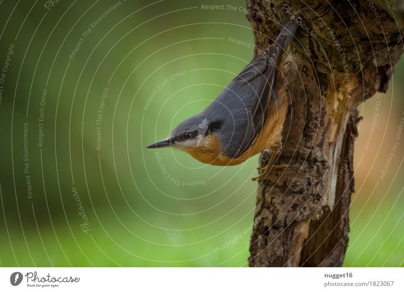 Kleiber Natur Tier Frühling Sommer Garten Wald Wildtier Vogel 1 beobachten hängen ästhetisch nah blau braun grün orange Farbfoto Außenaufnahme Nahaufnahme