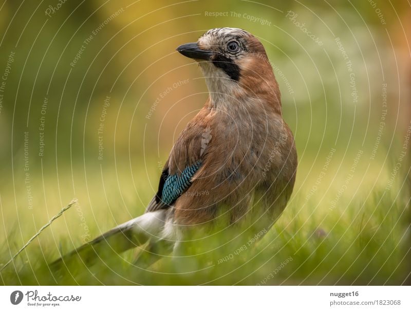 Eichelhäher Natur Tier Frühling Sommer Herbst Wildtier Vogel Flügel 1 beobachten sitzen ästhetisch frech blau braun gelb grün orange weiß Tierliebe Stolz