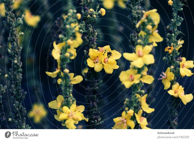 Blumenwald Farbfoto Außenaufnahme Detailaufnahme Menschenleer Tag Licht Kontrast Schwache Tiefenschärfe Froschperspektive Zentralperspektive Umwelt Natur