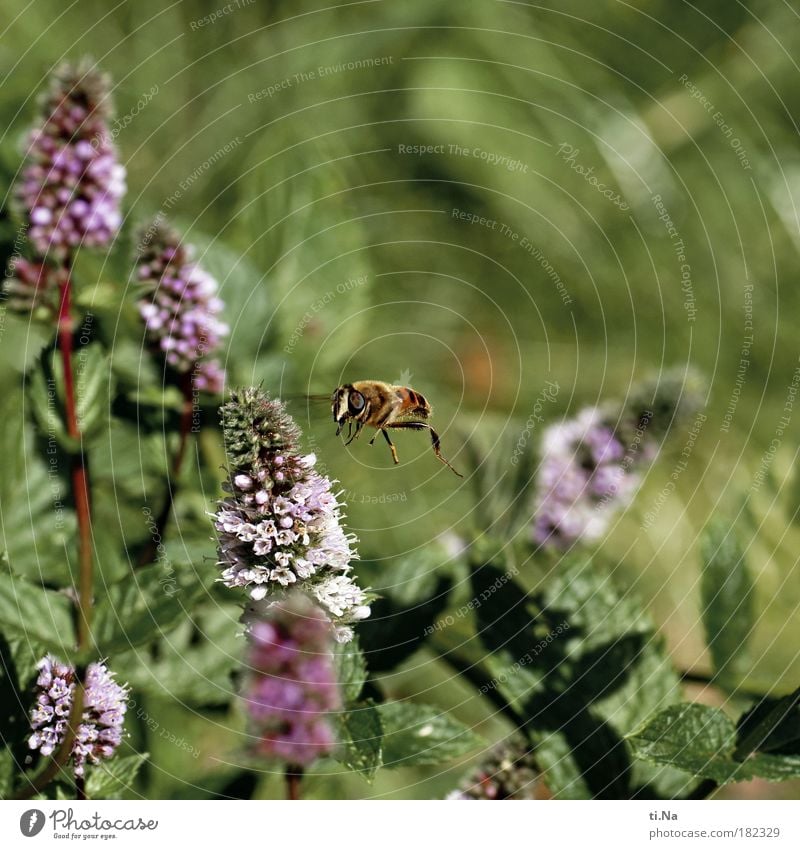 und es war Sommer Außenaufnahme Nahaufnahme Detailaufnahme Makroaufnahme Luftaufnahme Menschenleer Textfreiraum oben Umwelt Natur Landschaft Pflanze Tier