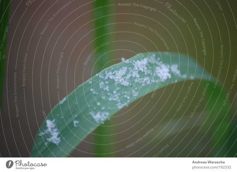 Der erste Schnee Winter Umwelt Natur Pflanze schlechtes Wetter Eis Frost Gras Schneeflocke Halm Wasser dunkel schön kalt klein nah grün weiß Farbe Klima Leben