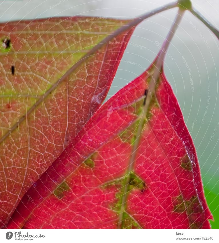 two of us Farbfoto mehrfarbig Außenaufnahme Detailaufnahme Makroaufnahme Menschenleer Tag Schwache Tiefenschärfe Natur Pflanze Herbst Baum Blatt hängen braun