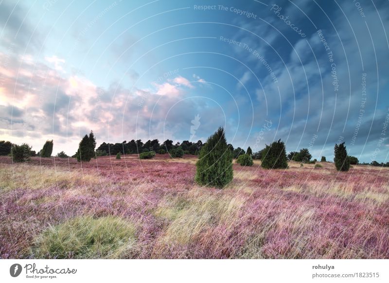 Rosa blühender Heiden bei Sonnenuntergang, Wilsede, Deutschland Sommer Natur Landschaft Himmel Wolken Baum Blume Blüte Hügel Blühend blau rosa Bergheide Leng