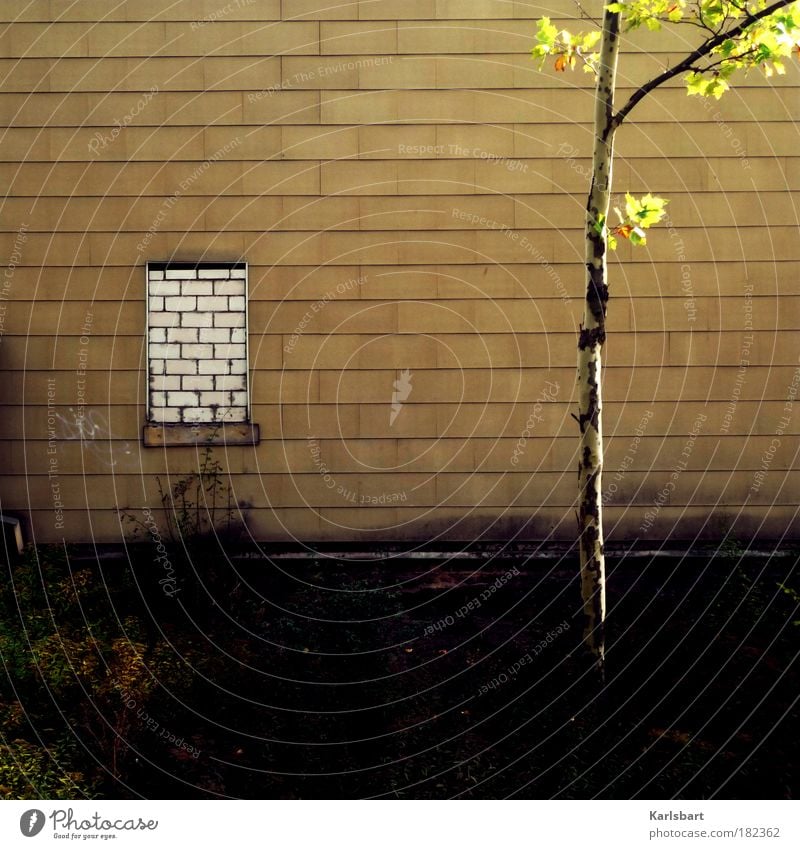 wall. window. Lifestyle Design Haus Baustelle Baum Sträucher Blatt Stadt Stadtrand Ruine Bauwerk Gebäude Mauer Wand Fassade Fenster Armut Krise Stimmung Verfall