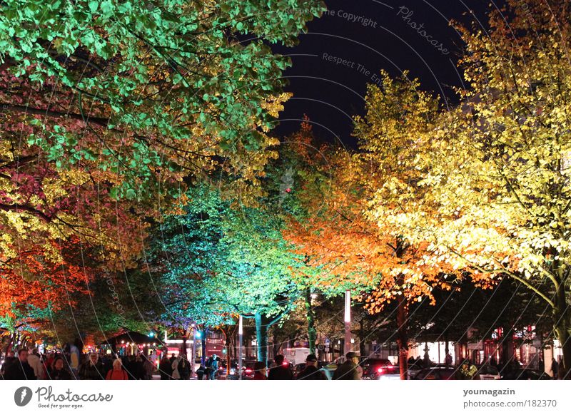 Unter den Linden Farbfoto Außenaufnahme Dämmerung Nacht Totale Natur Himmel Herbst Winter Baum kalt