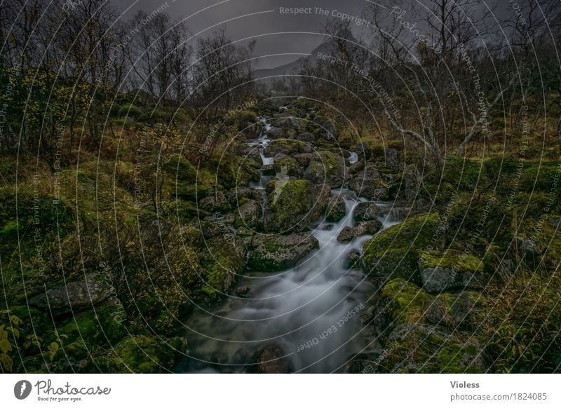 Mystery Natur Landschaft Pflanze Urelemente Wasser Herbst Moos Felsen Berge u. Gebirge Fluss Wasserfall entdecken dunkel Flüssigkeit nass natürlich grün