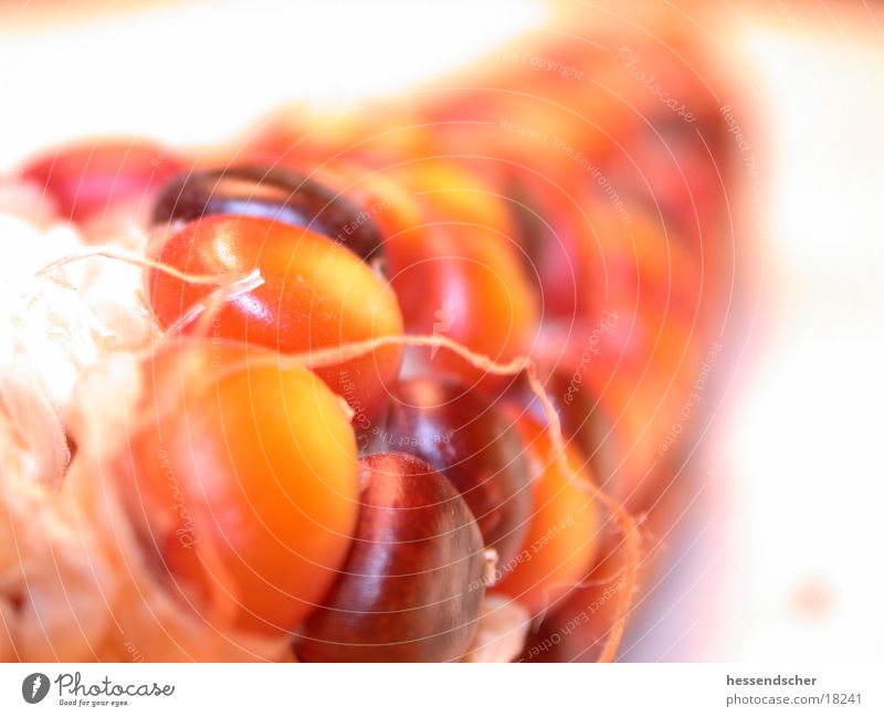 Maiskolben Korn braun Ernährung Ziermais Makroaufnahme orange