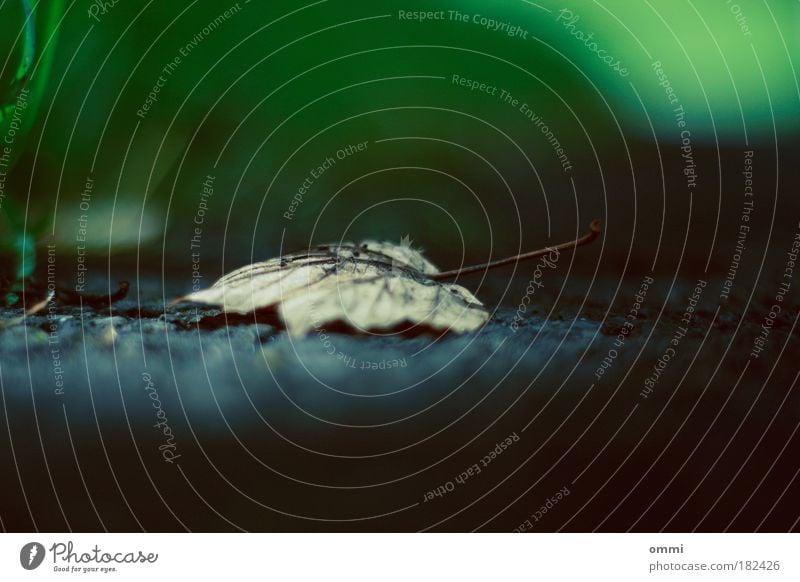 Blatt auf Boden Umwelt Natur Herbst liegen alt trocken Einsamkeit Vergänglichkeit herbstlich grün braun vertrocknet Traurigkeit Farbfoto Außenaufnahme