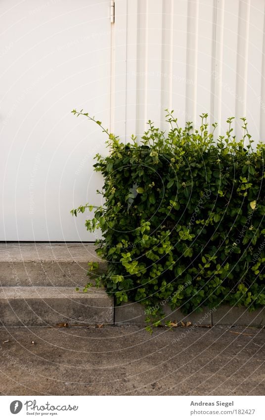 Stufen Farbfoto Gedeckte Farben Außenaufnahme Detailaufnahme Menschenleer Textfreiraum oben Tag Kontrast Umwelt Natur Pflanze Sträucher Hecke Haus Bauwerk