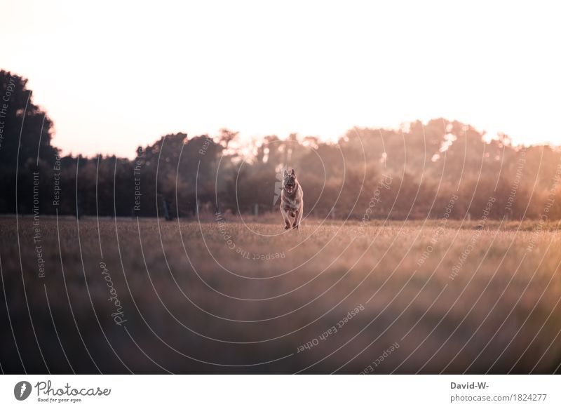 Sprinter Ausflug Ferne Freiheit Umwelt Natur Sonne Sonnenlicht Herbst Schönes Wetter Wiese Feld Tier Haustier Hund 1 laufen fantastisch Tierliebe atmen rennen