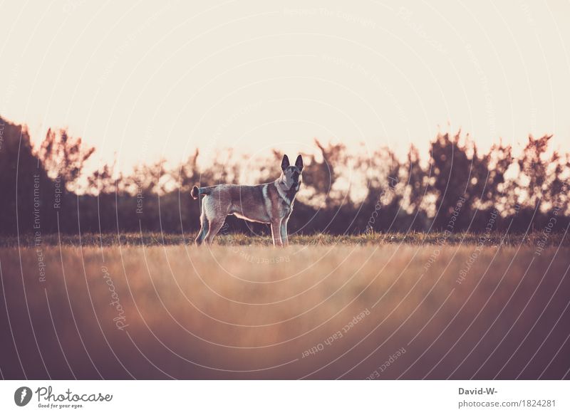 aufmerksam elegant harmonisch Wohlgefühl Zufriedenheit Sinnesorgane Erholung ruhig Freizeit & Hobby Ausflug Ferne Sommer Sonne wandern Umwelt Natur Landschaft