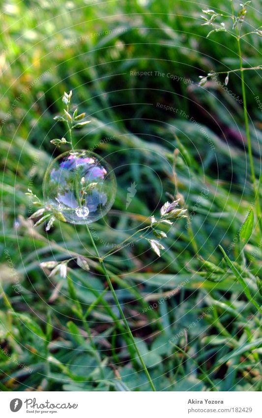 Kurzweilige Blüte Farbfoto Außenaufnahme Nahaufnahme Menschenleer Textfreiraum rechts Hintergrund neutral Tag Reflexion & Spiegelung Freizeit & Hobby Natur Gras