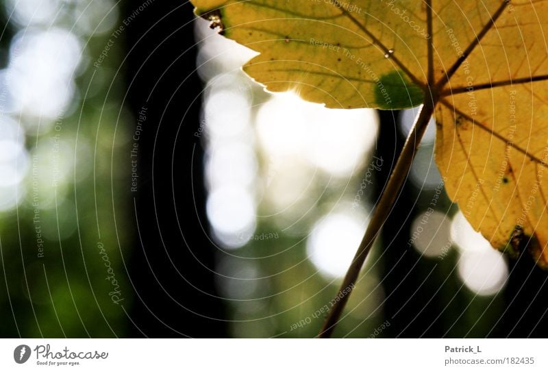 der Herbst is da! Farbfoto Außenaufnahme Makroaufnahme Muster Kontrast Schwache Tiefenschärfe Baum Blatt fallen dünn gelb grün Einsamkeit Vergänglichkeit