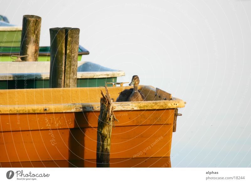 Boote 2 Wasserfahrzeug See Teich Steg Sommer Ente