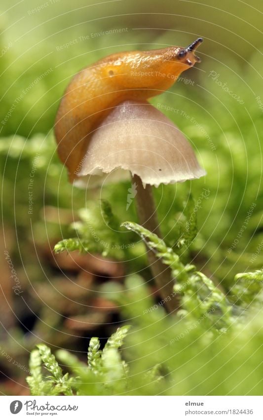 Restaurant mit Fernblick Natur Pflanze Tier Moos Pilz Gift ungenießbar Wald Schnecke Nacktschnecken Hut Hutkrempe Mahlzeit sportlich Erfolg klein nah nackt oben