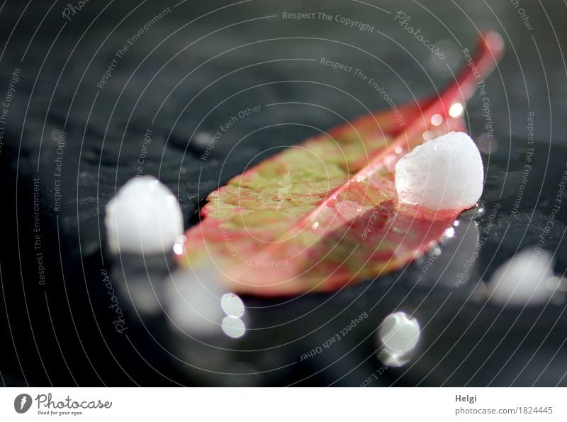 verhagelt Umwelt Natur Pflanze Wasser Frühling Hagel Blatt Garten glänzend liegen ästhetisch authentisch außergewöhnlich kalt klein nass natürlich grau grün rot