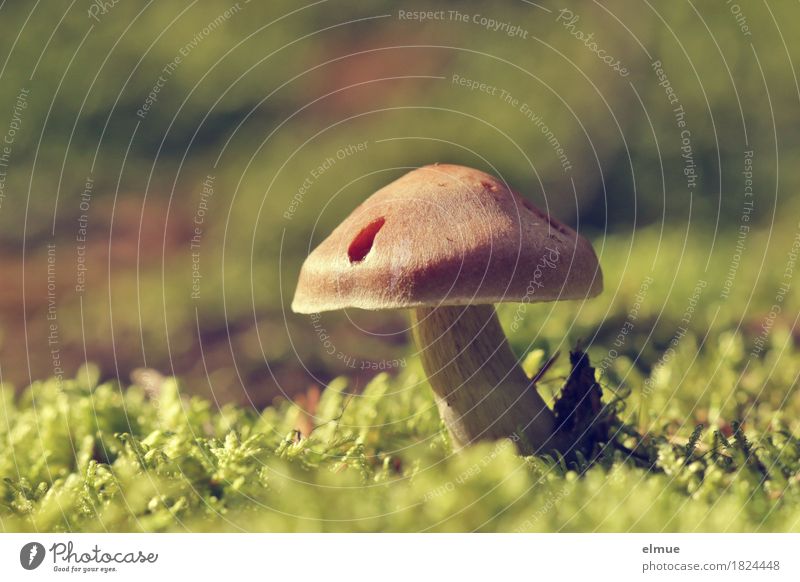 gut behütet Natur Pflanze Herbst Schönes Wetter Moos Pilz Pilzhut Gift ungenießbar Wald Hut Hutkrempe Schirm Schirmherrschaft stehen Wachstum klein Lebensfreude