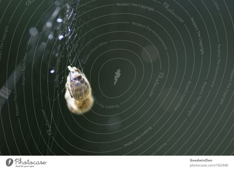 in die Falle getappt Biene hängen Spinnennetz Farbfoto Außenaufnahme Tag Sonnenlicht Starke Tiefenschärfe Beute Beuteltiere Tod Totes Tier Todeskampf gefangen