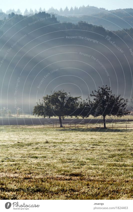 Zwillinge Umwelt Natur Landschaft Pflanze Urelemente Schönes Wetter Nebel Baum Gras natürlich Stimmung 2 Farbfoto Außenaufnahme Menschenleer Textfreiraum links