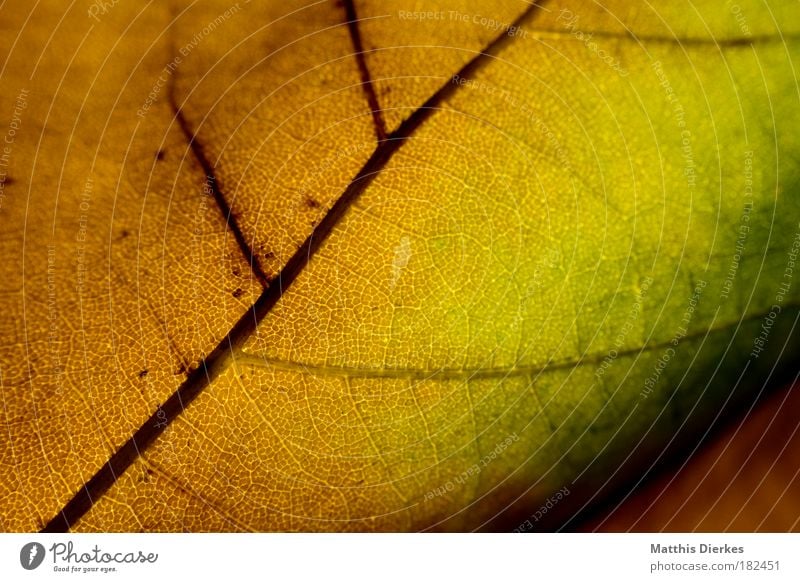 500 Blatt Herbst Makroaufnahme Strukturen & Formen Ordnung Regenbogen mehrfarbig Körperzelle Nahaufnahme Farbverlauf diagonal Muster Lunge Photosynthese