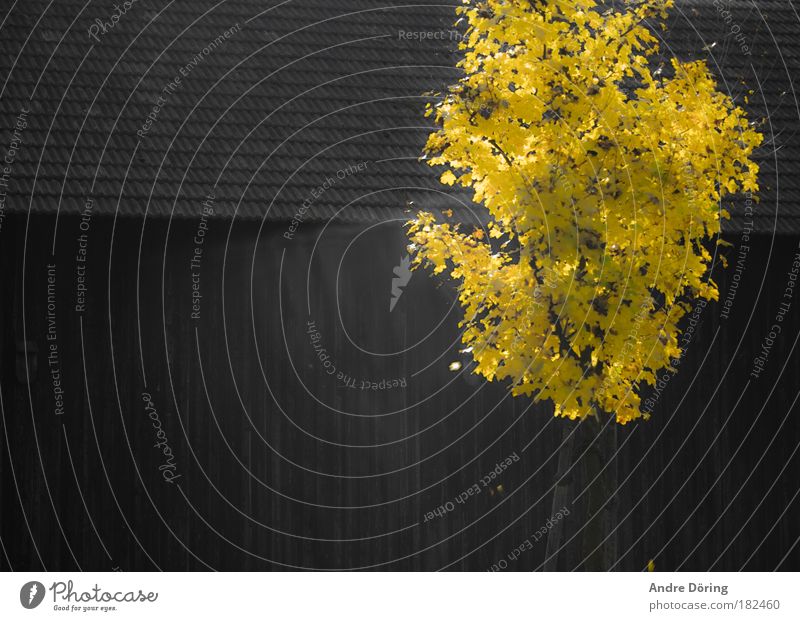 Der brennende Busch Farbfoto Außenaufnahme Menschenleer Textfreiraum links Morgen Kontrast Sonnenlicht Sonnenstrahlen Herbst Schönes Wetter Baum Blatt Wärme