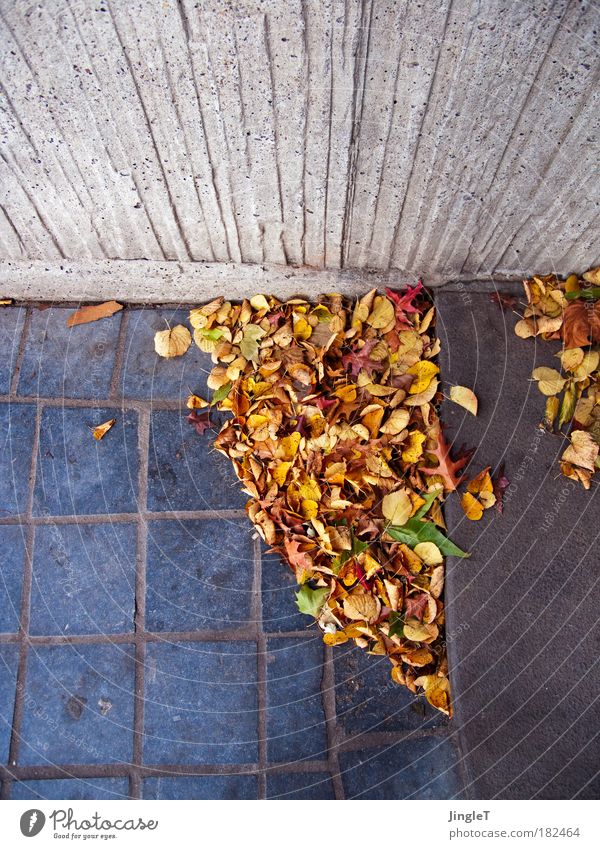 Herbstpflaster [Koeln 2.0] Farbfoto Außenaufnahme Menschenleer Textfreiraum links Textfreiraum oben Textfreiraum unten Tag Kontrast Vogelperspektive Wind Blatt