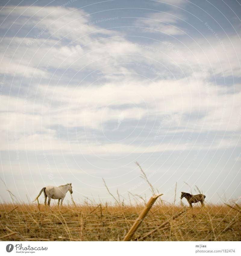 auf dem feld. Farbfoto Gedeckte Farben Außenaufnahme Menschenleer Textfreiraum oben Textfreiraum Mitte Morgen Abend Licht Zentralperspektive elegant Reiten Jagd