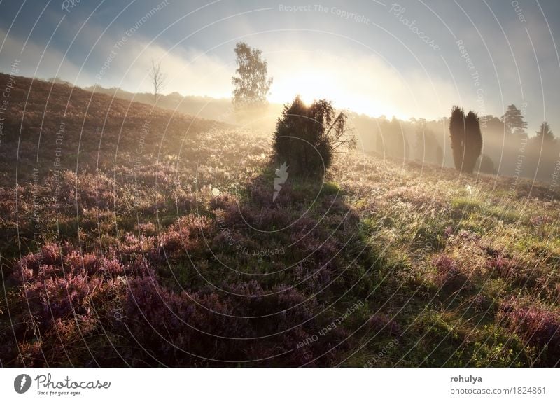 Wacholderbaumschatten auf Heide bei Sonnenaufgang Sommer Berge u. Gebirge Natur Landschaft Himmel Herbst Nebel Baum Blume Blüte Hügel rosa Gelassenheit Buchse