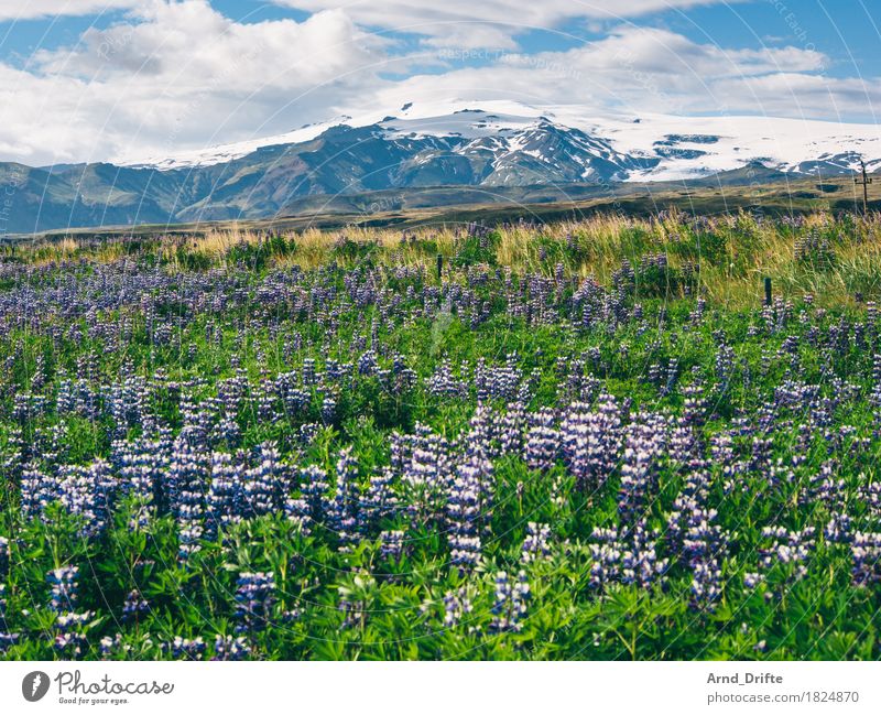 Island - Mýrdalsjökull Ferien & Urlaub & Reisen Tourismus Ausflug Abenteuer Ferne Freiheit Berge u. Gebirge wandern Natur Landschaft Pflanze Erde Himmel Wolken