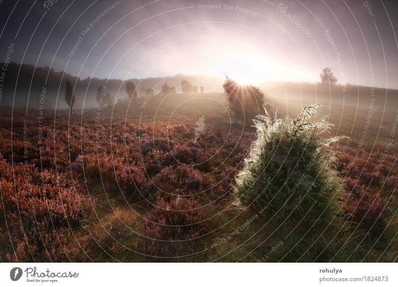 nebligen Sonnenaufgang über Hügeln mit Unipers und Heidekraut Sommer Natur Landschaft Pflanze Nebel Baum Blume Blüte Wald wild rosa Gelassenheit Sonnenschein