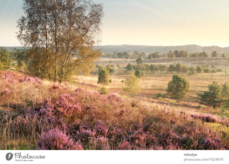 Hügel mit Heidekraut im Morgensonnenlicht Sommer Natur Landschaft Himmel Herbst Baum Blume Gras Blüte Wiese rosa Bergheide Leng Birke sonnig Grasland purpur