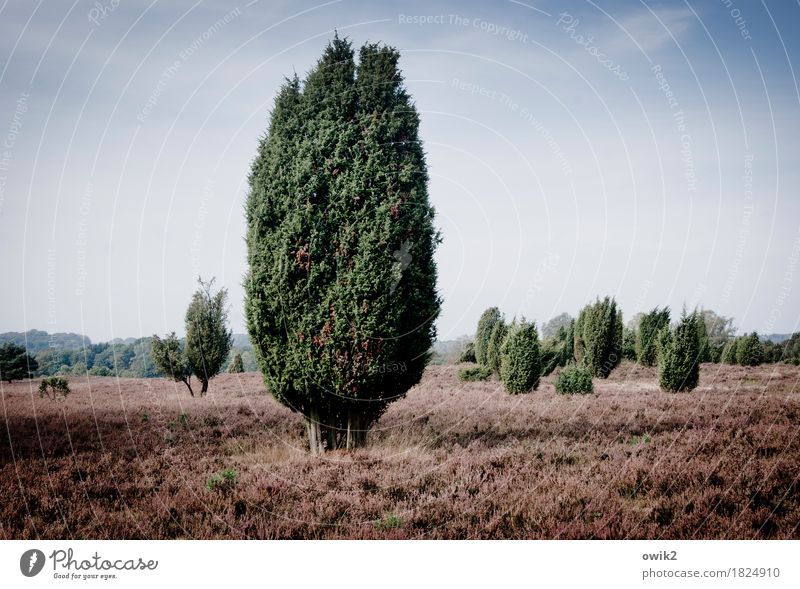 Stumme Zeugen Umwelt Natur Landschaft Pflanze nur Himmel Wolken Horizont Herbst Schönes Wetter Baum Sträucher Wildpflanze Wacholder Heidekrautgewächse Sandheide